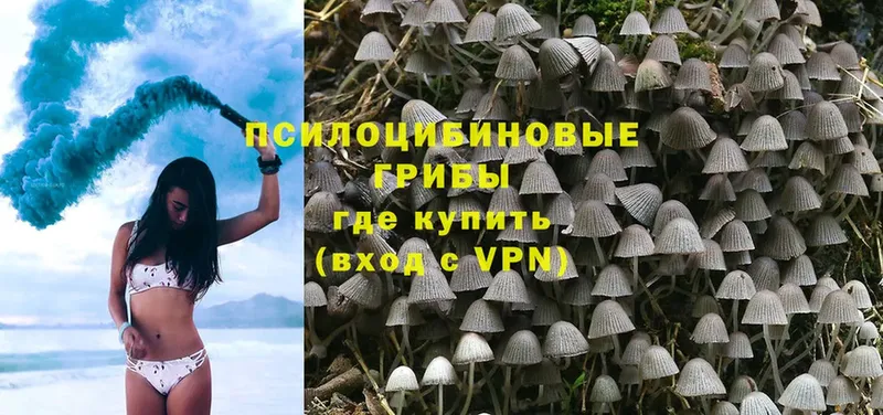 Галлюциногенные грибы Psilocybe  Белокуриха 